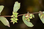 Coralberry